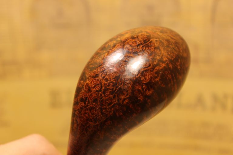 Smooth elephant's foot